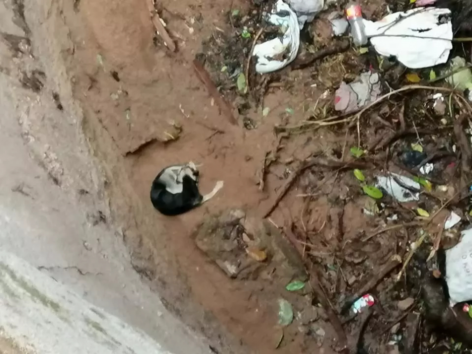 perro dentro de un pozo en Granada