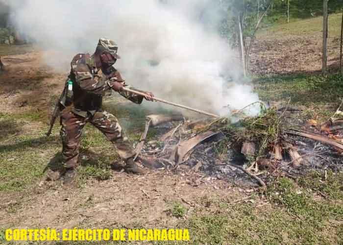 Ejército quema 3 mil plantas de marihuana en la Costa Caribe