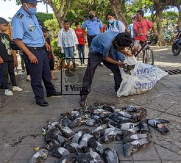 4 comerciantes están siendo investigado por envenenar palomas de Castilla en parque central de Granada 