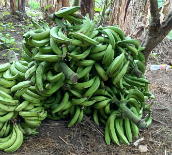 Altos costos de operación y mantenimiento obligan a productores a abandonar la producción de plátanos 