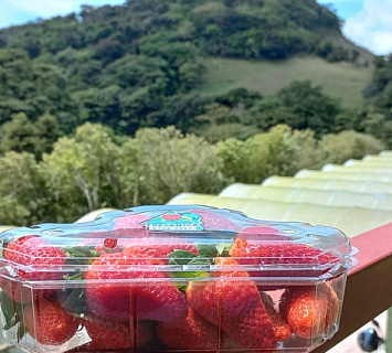 El sabor y color de las fresas, destaca en las verdes montañas jinoteganas 