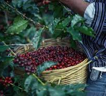 Productores de café preocupados ante caída del precio del café a nivel mundial