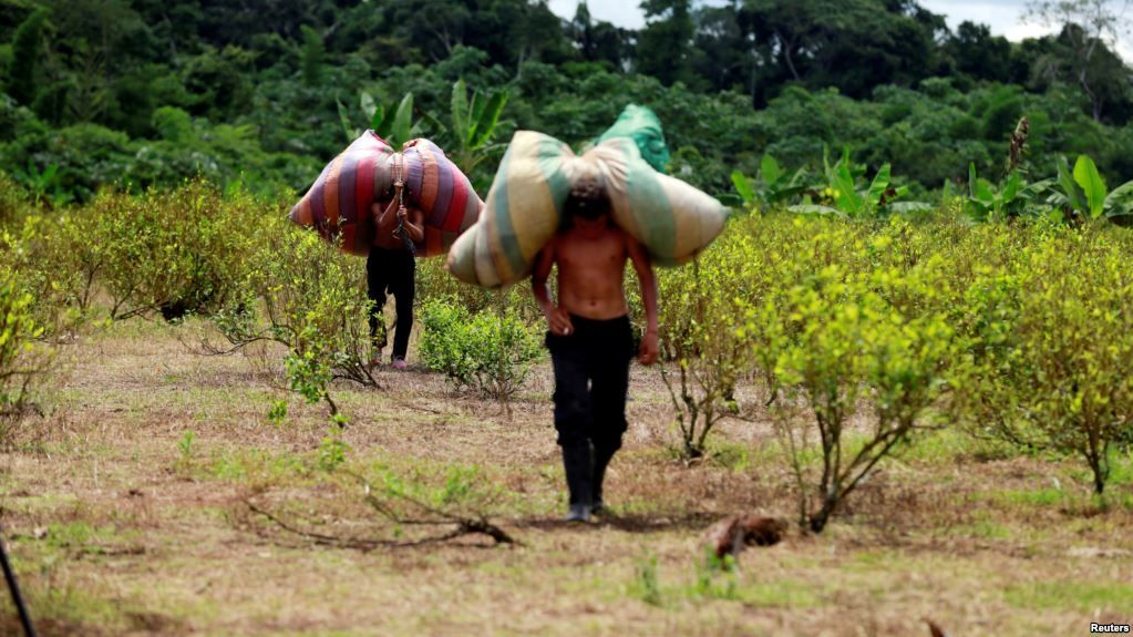 Agricultores cocaleros conocidos como "raspachines," transportan sacos con hoja de coca para ser procesada como pasta en Guayabero, provincia de Guaviare, Colombia.