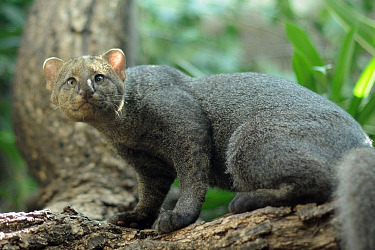 Marena dio a conocer que el yaguarundí es un felino que normalmente habita desde el sur de Texas hasta el sur de Brasil, Paraguay y Argentina.