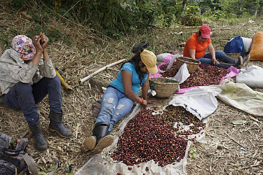 En muchas de las fincas y haciendas cafetaleras ya está madurando el grano, poniendo en apuro a los productores de la región norte que por quinto año consecutivo enfrentan nuevamente la ausencia de cortadores tradicionales de café.