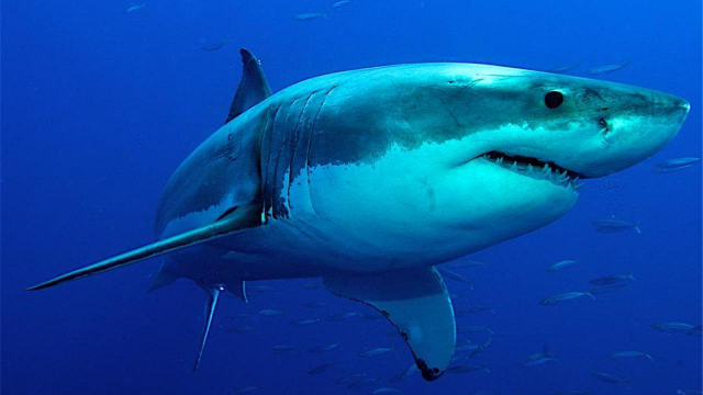 Imagen de referencia de tiburones