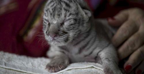 En Diriamba rescataron a los padres de la tigresa blanca que nació en el zoológico 