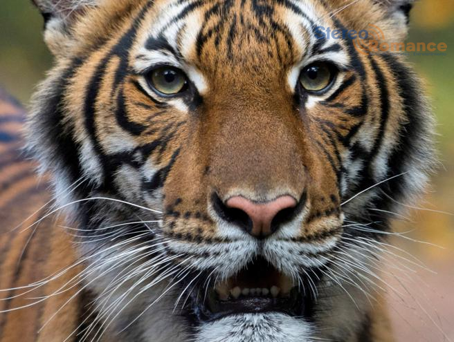 Tigresa con Covid-19 llama la atención por transmisión de humanos a animales