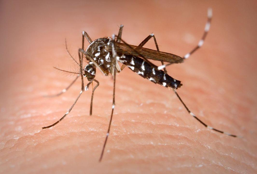 Mosquito del Dengue-imagen tomada del Portal Comité Asesor de Vacunas